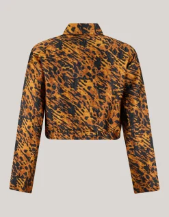 Leopard Jack Bruin